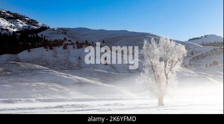 WY05134-00....Wyoming - alberi ghiacciati nella valle di Lamar del Parco Nazionale di Yellowstone. Foto Stock