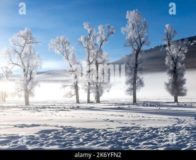 WY05135-00....Wyoming - alberi ghiacciati nella valle di Lamar del Parco Nazionale di Yellowstone. Foto Stock