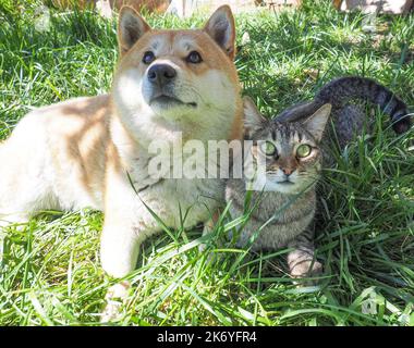 Shiba Inu cucciolo e il suo amico a strisce gattino Foto Stock