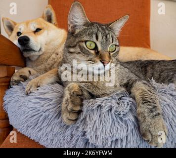 Shiba Inu cucciolo e il suo amico a strisce gattino Foto Stock