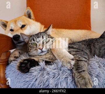 Shiba Inu cucciolo e il suo amico a strisce gattino Foto Stock