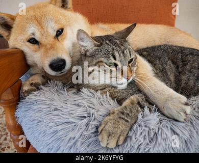 Shiba Inu cucciolo e il suo amico a strisce gattino Foto Stock