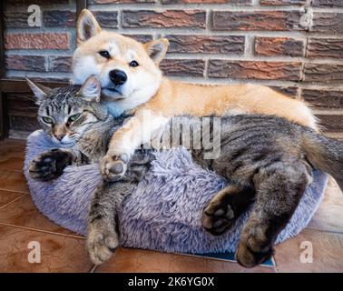 Shiba Inu cucciolo e il suo amico a strisce gattino Foto Stock