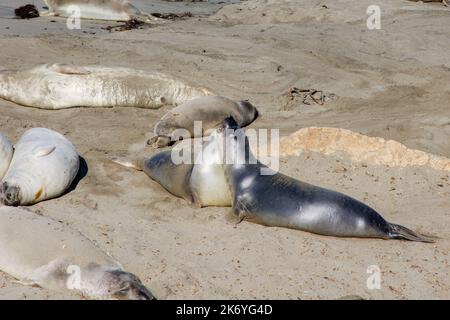 Foche da elefante che si stendano sulla spiaggia. Due guarnizioni che giocano l'una con l'altra Foto Stock