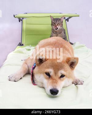 Shiba Inu cucciolo e il suo amico a strisce gattino Foto Stock