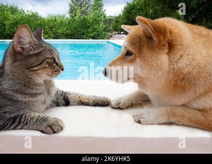 Shiba Inu cucciolo e il suo amico a strisce gattino Foto Stock