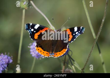 Farfalla rossa dell'Ammiraglio tra le piante scabie del diavolo Foto Stock