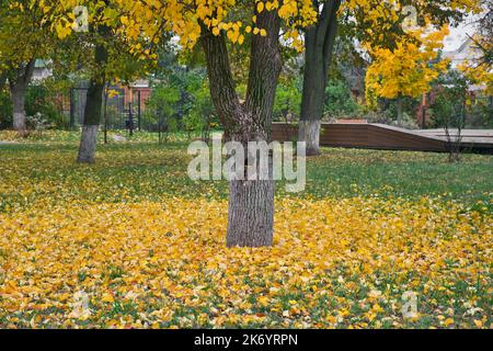 Foglie gialle cadute sotto l'albero sull'erba verde. Concetto di stagione autunnale. Foglie gialle e arancioni. Foto Stock