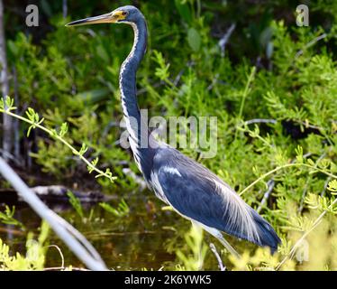 Un Heron soleggiato (Egretta tricolore), tra la vegetazione di Ambergris Caye, Belize, Caraibi. Foto Stock