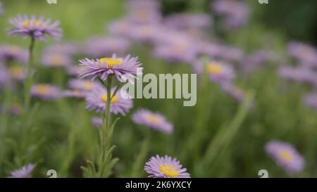primo piano fiori alpini porpora, foto ampia Foto Stock