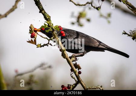 Fauna selvatica e natura nei confini scozzesi e Highlands. Foto Stock