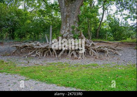 Radici di albero esposte che mostrano gli effetti di erosione di suolo Foto Stock