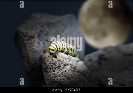 Farfalla Monarch bruco su pietra lavica (alla ricerca di foglie) di notte. Foto Stock