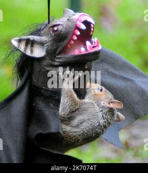 UNO SCOIATTOLO VA PIPISTRELLI SOPRA UNA DECORAZIONE DI HALLOWEEN IN UN GIARDINO A FAREHAM, HANTS PIC MIKE WALKER 2015 ATTENTION NEWS/PICTURES HALLOW Quando Vicky Freeman, 57 anni, ha deciso di appendere una maschera di Halloween nel suo giardino come una decorazione festosa non si aspettava che Sam lo scoiattolo si unisca al divertimento. Sam presto trovato la maschera di pipistrello a suo piacimento, peering dagli occhi-buchi e animando il costume nero. Nonna Vicky di Fareham, Hants ha detto:’’ Sam è un visitatore regolare del nostro giardino ed è quasi zoppicante. ‘’ abbiamo messo su la maschera per i nostri nipoti, Paul e Kerry dalla linea di vestiti e il successivo Foto Stock