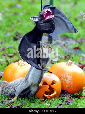 UNO SCOIATTOLO GRIGIO VA PIPISTRELLI PER UNA DECORAZIONE DI HALLOWEEN IN UN GIARDINO A FAREHAM, HANTS. PIC MIKE WALKER, 2015 Attention news/pictures HALOW Quando Vicky Freeman, 57 anni, ha deciso di appendere una maschera di Halloween nel suo giardino come una decorazione festosa non si aspettava che Sam lo scoiattolo si unisca al divertimento. Sam presto trovato la maschera di pipistrello a suo piacimento, peering dagli occhi-buchi e animando il costume nero. Nonna Vicky di Fareham, Hants ha detto:’’ Sam è un visitatore regolare del nostro giardino ed è quasi zoppicante. ‘’ abbiamo messo la maschera per i nostri nipoti, Paul e Kerry dalla linea di abiti e dalla t Foto Stock