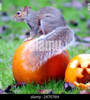 UNO SCOIATTOLO SI PREPARA PER HALLOWEEN IN A GARDEN AT FAREHAM, HANTS PIC MIKE WALKER 2015 ATTENTION NEWS/PICTURES HALOW Quando Vicky Freeman, 57 anni, ha deciso di appendere una maschera di Halloween nel suo giardino come una decorazione festosa non si aspettava che Sam lo scoiattolo si unisca al divertimento. Sam presto trovato la maschera di pipistrello a suo piacimento, peering dagli occhi-buchi e animando il costume nero. Nonna Vicky di Fareham, Hants ha detto:’’ Sam è un visitatore regolare del nostro giardino ed è quasi zoppicante. ‘’ abbiamo messo in su la maschera per i nostri nipoti, Paul e Kerry dalla linea di vestiti e la cosa seguente noi kN Foto Stock