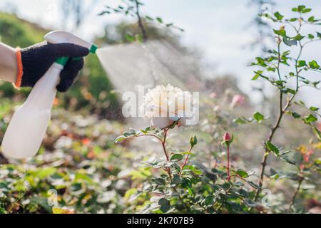 Giardiniere applica fertilizzante su rosa fioritura. Rosa spruzzante con fungicida in giardino di caduta. Prendersi cura di piante. Prevenzione e trattamento delle malattie Foto Stock