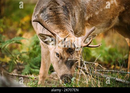 Il daino femmina del cervo femmina o Dama pascola in Meadow al bordo della foresta. Natura selvaggia europea. Animali selvatici di Europa, America e Scandinavia Foto Stock