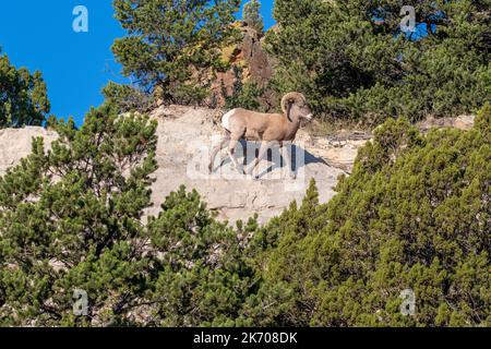 Un montone di bighorn che guarda sopra il suo dominio. Foto Stock