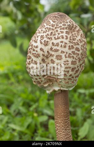 Fungo parasolo (Macrolepiota procera o Lepiota procera) con cappello non ancora completamente aperto. È una specie abbastanza comune. Luglio Foto Stock