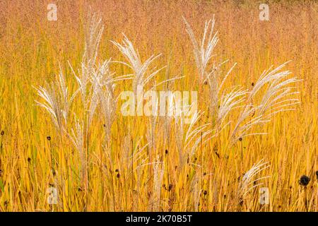 Miscanthus 'ferner Osten', Miscanthus sinensis 'ferner Osten' Switch Grass, Panicum virgatum background, Grass Maiden, Autunno Foto Stock