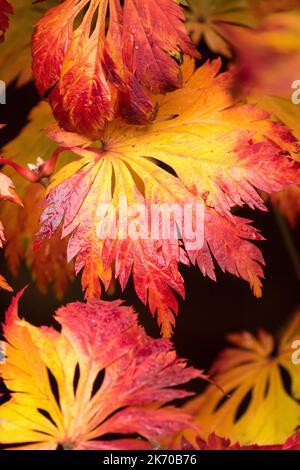 Acer japonicum 'Aconitifolium', foglie, colore autunno, Downy giapponese acero rosso-giallo foglia foglie autunno diventa rosso Acer japonicum autunno Foto Stock