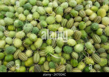 Cucamis anguria, cackrey, West Indian zucca colori verdi con strisce. Esposizione e vendita Foto Stock