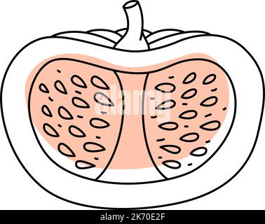 Doodle contorno tagliato a fette di zucca con macchia. Illustrazione vettoriale disegnata a mano per l'imballaggio isolato su sfondo trasparente Illustrazione Vettoriale