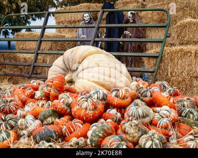 Una selezione di zucche e zucche colorate offre un tocco stagionale per una nuova esposizione autunnale con un tema scheletro Halloween Foto Stock