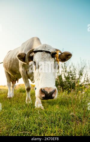 Una mucca pascola liberamente nel prato. Passeggiata libera Foto Stock