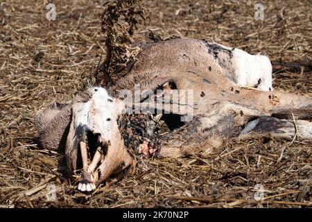 Primo piano di un cervo morto in un campo di soia che è stato ucciso, deperito e decaduto coperto di mosche e insetti. Foto Stock