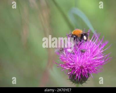 Bumblebee e vola su un cardo Foto Stock