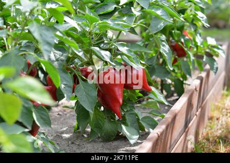 Pepe rosso maturo che cresce su un letto rialzato nell'orto. Concetto di crescita del proprio cibo biologico. Foto Stock