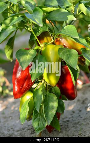 Cespuglio di pepe rosso che cresce nel terreno aperto. Concetto di giardinaggio organico. Foto Stock