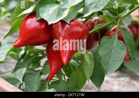 Primo piano di pepe rosso maturo tra le foglie verdi che crescono nell'orto. Concetto di crescita del proprio cibo biologico. Foto Stock