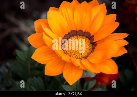 primo piano di un bellissimo fiore d'arancio. Gazania Foto Stock