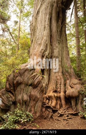 WA22289-00...WASHINGTON - uno dei grandi alberi di cedro rosso occidentali trovati al Grove of Bid Cedars nel Parco Nazionale Olimpico. Foto Stock