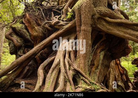 WA22296-00...WASHINGTON - base del vecchio Western Red Cedar Tree con un nucleo di radicamento e nuova crescita al Kalaloch Big Cedar nel Parco Nazionale Olimpico. Foto Stock