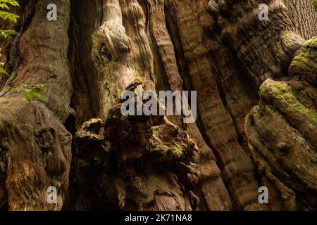 WA22297-00...WASHINGTON - base del Big Cedar Tree, dove alcune persone possono vedere un drago nel bosco, parte del Parco Nazionale Olimpico. Foto Stock