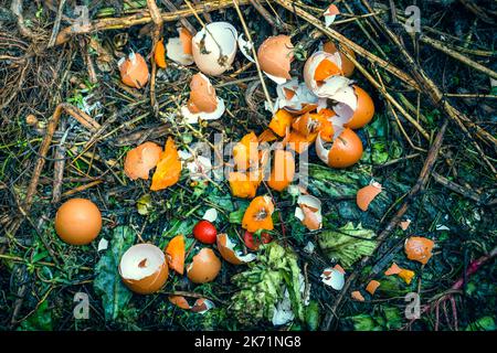 Gusci di uovo e spreco umano organico ed altro su un cumulo di composto. Uso razionale secondario dei rifiuti alimentari per la trasformazione in concime per letti da giardino. Foto Stock