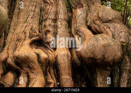 WA22299-00...WASHINGTON - base di Knobby di un albero nel Grove of Big Cedars, pieno di texture e modelli, nel Parco Nazionale Olimpico. Foto Stock