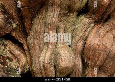 WA22300-00...WASHINGTON - base di Knobby di un albero nel Grove of Big Cedars, pieno di texture e modelli, nel Parco Nazionale Olimpico. Foto Stock