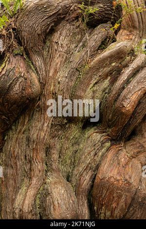 WA22302-00...WASHINGTON - base di Knobby di un albero nel Grove of Big Cedars, pieno di texture e modelli, nel Parco Nazionale Olimpico. Foto Stock