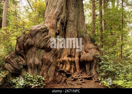 WA22303-00...WASHINGTON - la base di un gigante Western Red Cedar nel Grove of Big Cedars, parte del Parco Nazionale Olimpico. Foto Stock