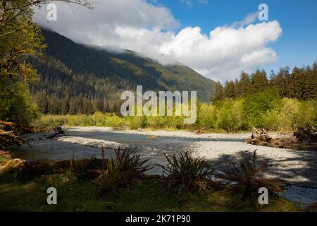 WA22307-00...WASHINGTON - il fiume Hoh visto dal sentiero natura Spruce nel Parco Nazionale Olimpico. Foto Stock