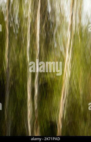 WA22310-00...WASHINGTON - immagine sfocata degli alberi nella foresta pluviale di Hoh del Parco Nazionale Olimpico. Foto Stock
