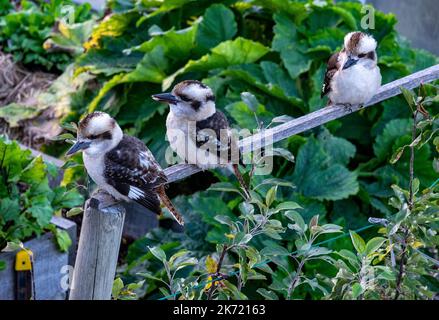 Una famiglia di kookaburra australiani arroccata su una cornice espri in un giardino suburbano a Hobart, Tasmania. Il kookaburra non è una specie nativa dello stato insulare della Tasmania, ma è stato introdotto negli anni '1950s Foto Stock