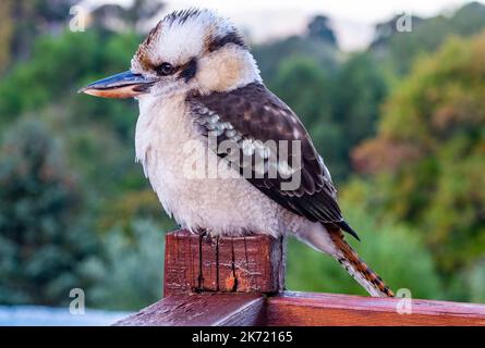 Un giovane kookaburra australiano arroccato su un posto in un giardino suburbano a Hobart, Tasmania. Il kookaburra non è una specie nativa dello stato insulare della Tasmania, ma è stato introdotto negli anni '1950s Foto Stock