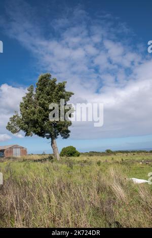 Ritratto di un albero in un terreno agricolo con un fienile in lontananza. Bella giornata di sole con nuvole blu e un affioramento erboso in primo piano Foto Stock