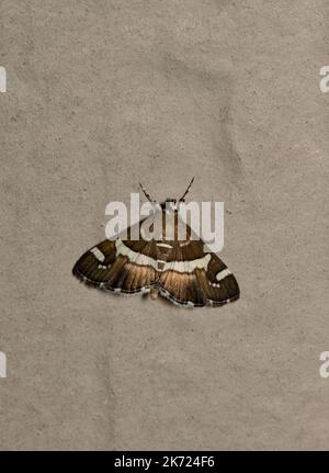 Bietola Webworm Moth (Spoladea recurvalis) su un muro esterno di notte. Specie è trovata in regioni tropicali universalmente. Foto Stock